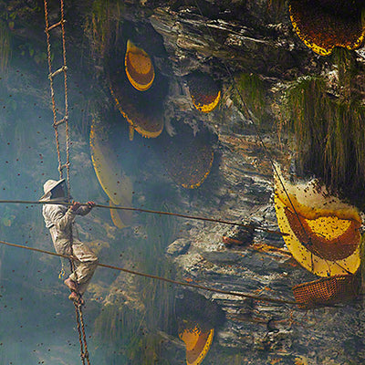 L'unique miel fou du Népal